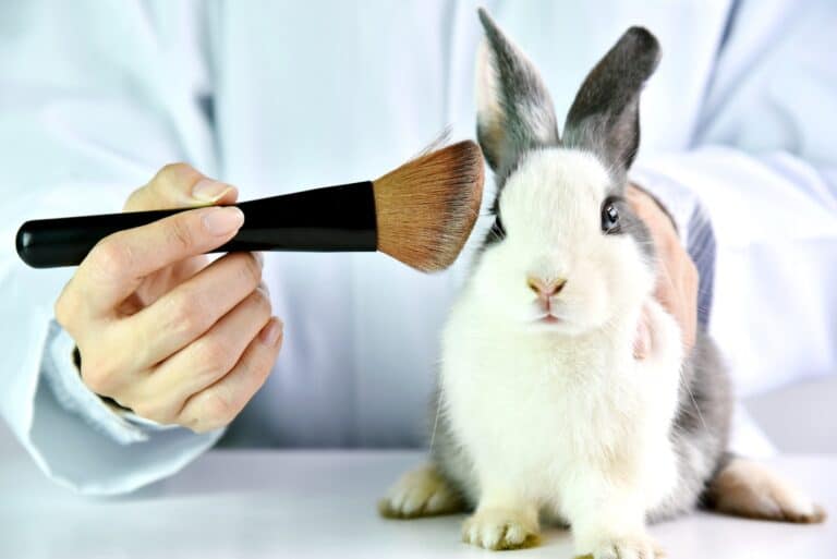 Cosmetics test on rabbit animal